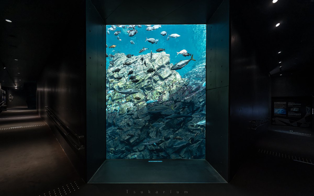 tsukarium's tweet photo. 今ペンギンの動画が話題の「上越市立水族博物館うみがたり」は、実際の海底地形データを基に1/10,000スケールで再現したジオラマ大水槽を色々な視点から見られるので最高ですよ！

ここに載せてる写真は全部大水槽をそれぞれ違う箇所から撮影したものです https://t.co/GYlXTsJbh0