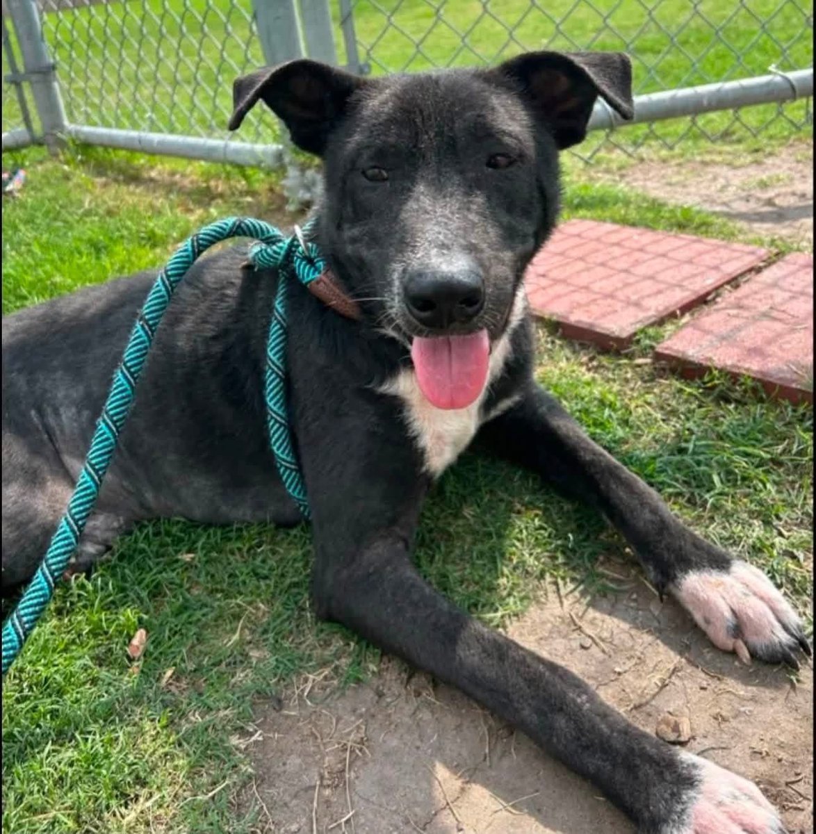 LisaBrabson's tweet photo. CHICO #A386610 2yo
DOESN'T ANYONE CARE ABOUT THIS DARLING BOY?
Hardly any pledges 😭 or Retweets!
Such a SHAME!
TEXAS🇨🇱 WAKE ⏰️ UP!SAVE THIS BABY!
So handsome,adorable personality,loaded with love ❤️
Plz ⌛ go #CorpusChristiACS &amp; #Adopt ($25) or #Foster him 
Plz #PLEDGE4RESCUE https://t.co/JRJfLBvdhl