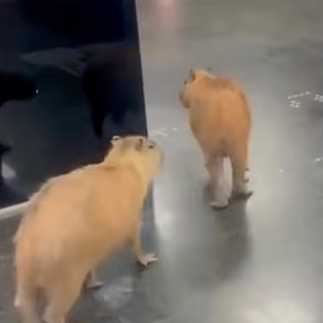 Dexerto's tweet photo. Two capybaras wandered into a government building in Brazil while politicians prepared for a vote

Staff had to guide them back outside, where a third capybara was waiting https://t.co/lr1yDIVDX4