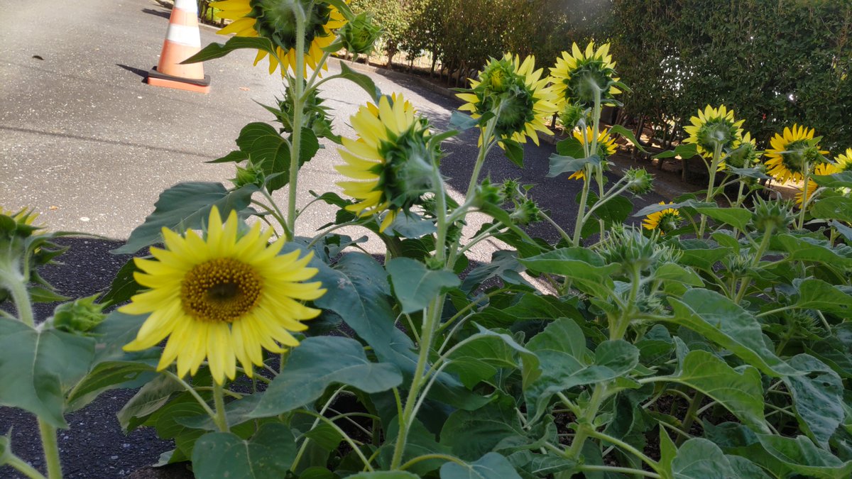 2015104ma328's tweet photo. 花壇のひまわりが咲き始めました。一本だけ、みんなとは違う方向を向いて〜太陽を背にして咲いています。
ど、どうした❓
#吉見町
#ひまわり https://t.co/8ElORT8YLa