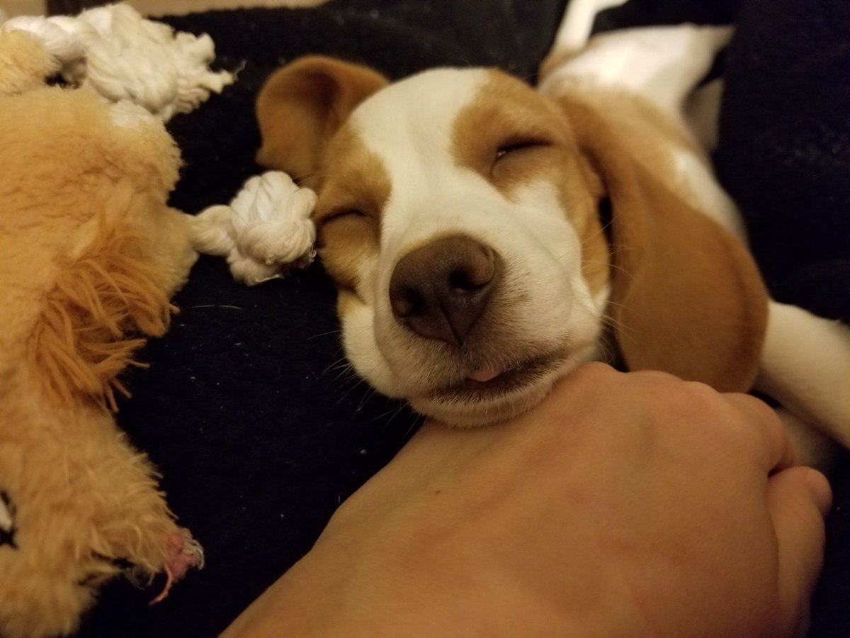 beaglefacts's tweet photo. The #beagle may rest with her tongue ever so slightly extended in order to better detect food molecules floating through the air. #beaglefacts

📷 @eleanor_beagle / Twitter https://t.co/oW3nj1PUnI
