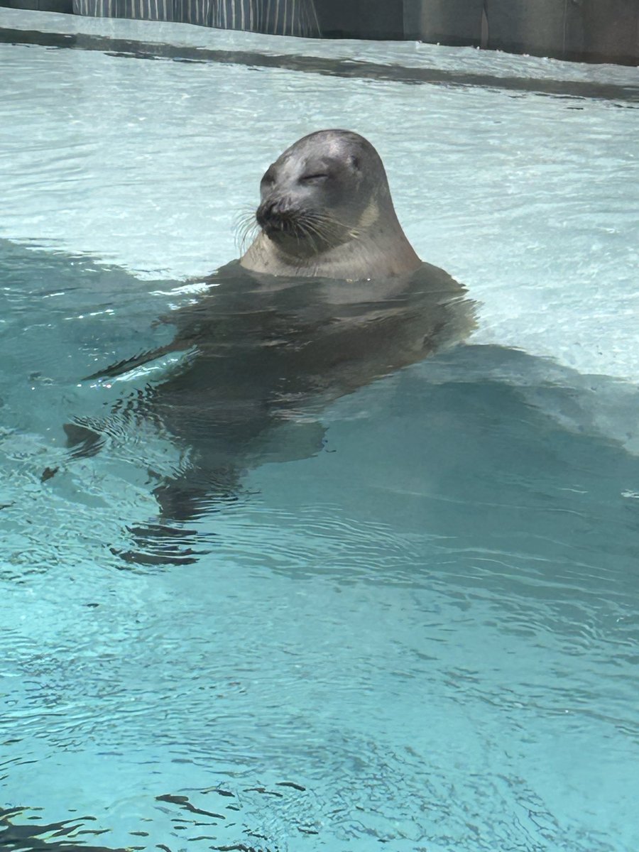 yd_a0116's tweet photo. 海遊館に風呂で寝落ちしそうな人みたいなアザラシがいて「絶対どこかで見たことあるなぁ…」と思いながら写真を撮ったのだけども、丸一日経って既視感の正体に思い当たった。
ラジオプロデューサーのハヤシさんのXのアイコンだ…！ゆぅゆのたこ焼き本舗の！ https://t.co/MzcWtCgH0d