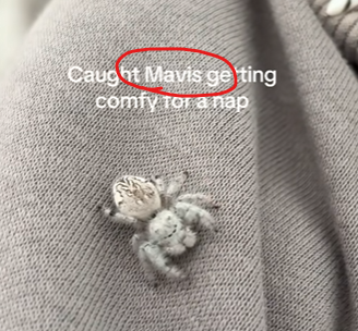 hakixdd's tweet photo. HELLO I FOUND  PERFECT RUNNER!!!

That spider is going insanely viral right now over 1m likes and 8m views for 2 days.
Girl just adopt the spider and named it Mavis, just like the character from the cartoon Hotel Transylvania

8m views -  https://t.co/YhsHPf51M7

proof of name. https://t.co/K74tpLlGqa
