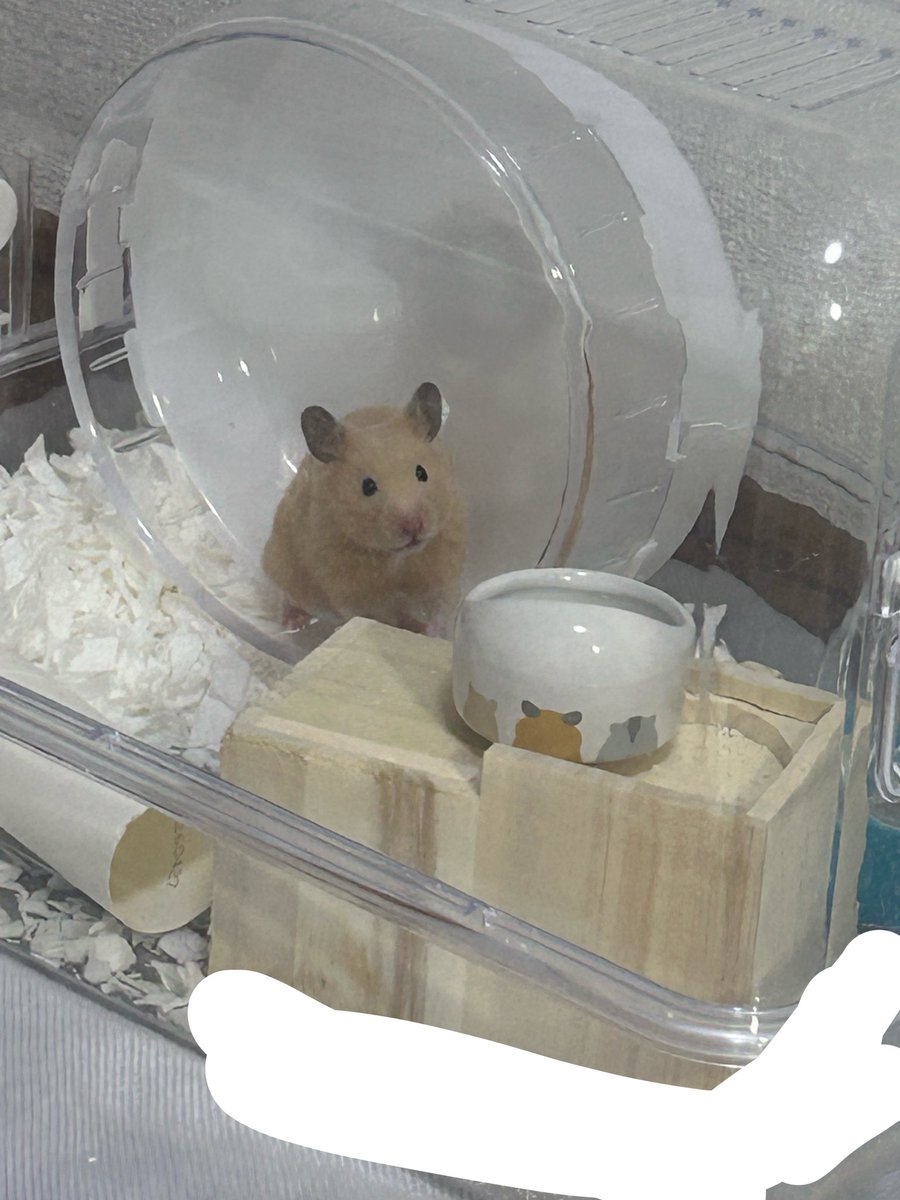 hymmk3's tweet photo. 何もしてませんよ？🥹みたいな顔しよって https://t.co/pKgaoC3gGl
