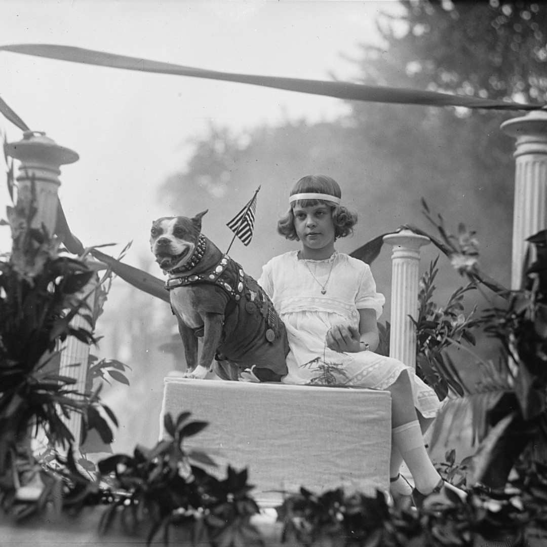 librarycongress's tweet photo. Celebrating Sgt. Stubby on this Purple Heart Day. 💜 Stubby was a stray smuggled to Europe during World War I by the 102nd Infantry Regiment. He went on to earn the Purple Heart twice, for injuries he suffered in a gas attack and from a grenade. https://t.co/2hvvQJx3k9