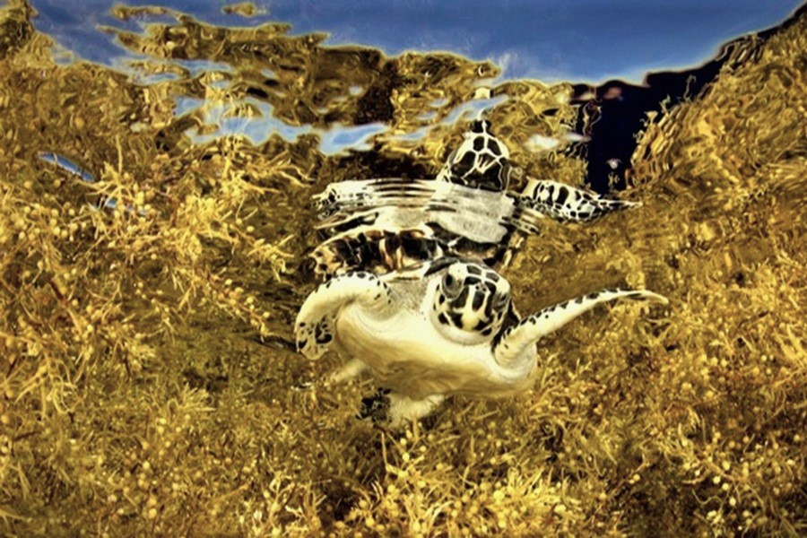 WetTribe's tweet photo. Sargassum at sea supports marine life such as sea turtles, fish, and seabirds. However, closer to shore, it can smother coral and seagrass, block turtle hatchlings, and release ammonia as it decays. #WetTribe #TidetotheOcean #FridayFieldUpdate #Sargassum https://t.co/KxXJiA6v67