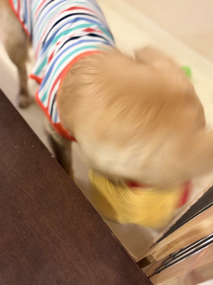 tpxxDOG's tweet photo. おもちゃ箱振り回すのやめれる？ https://t.co/QP2TCDSylO