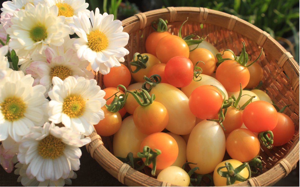 Stephen145740's tweet photo. Neighborly win! Shared my homegrown tomatoes with the lady next door, and she dropped off warm chocolate chip cookies this evening. Small moments make big communities https://t.co/TYUfmfJGel