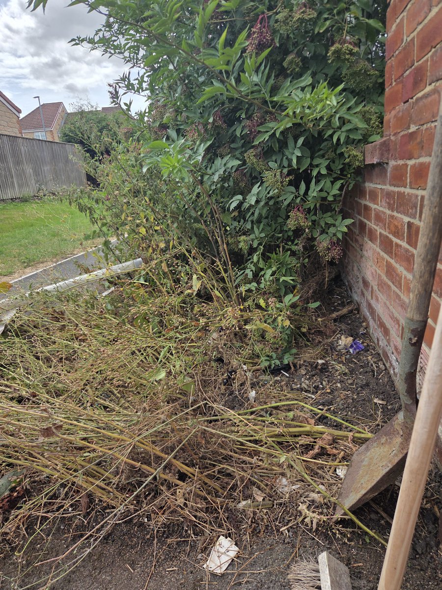 MAliceG90's tweet photo. Content? What content? My gardens over grown https://t.co/M1kncv0y5c