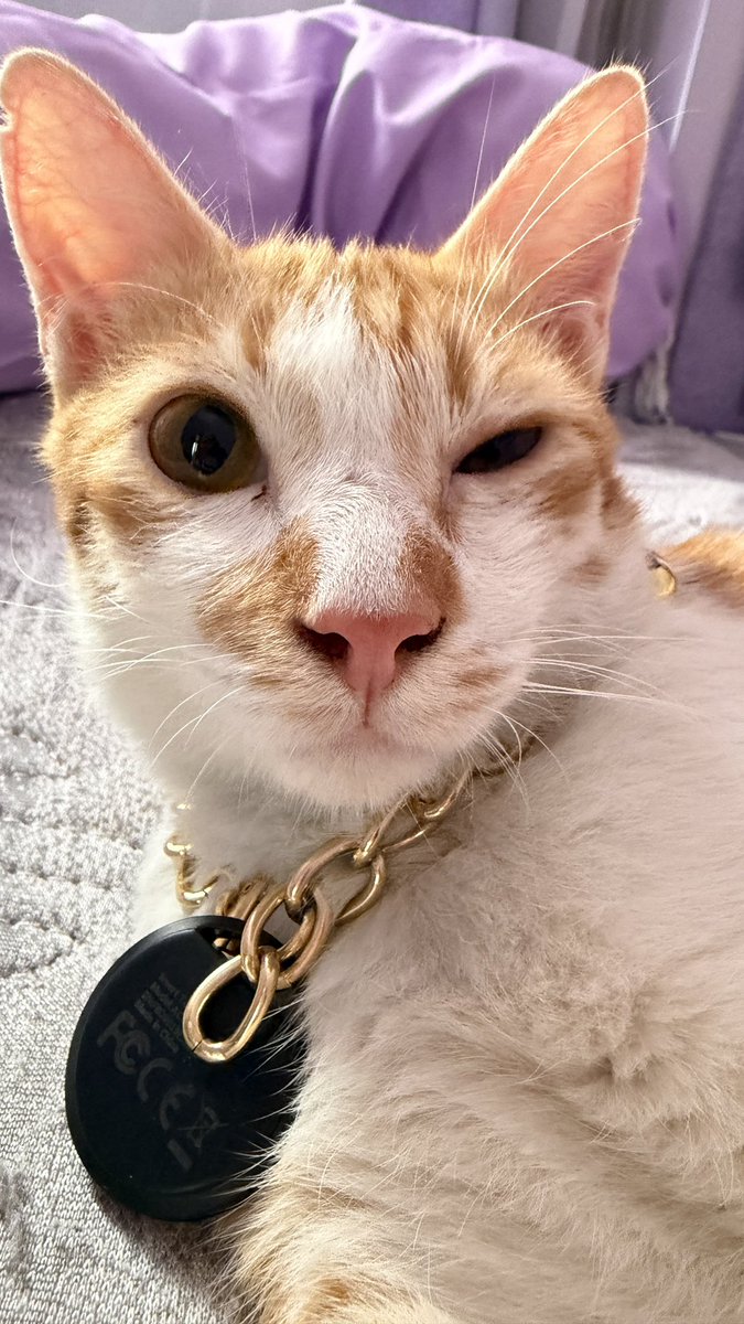 ladybloem's tweet photo. Seringg dan selalu aku rekap, total udh ada 36 kucing yg ak rescue 🤗

Tp yang paling berkesan sih si Sunny ini, bayangin… kejebak di kantin kampus selama 2 minggu tanpa makan minum, suspect FIP syaraf, tapi bisa survive! 

Video ke dua ituu video waktu dia pertama kali ditemukan 🥺