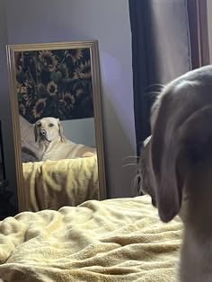 legundog's tweet photo. It’s like looking into a mirror…💙 https://t.co/hfdJCQkn8h