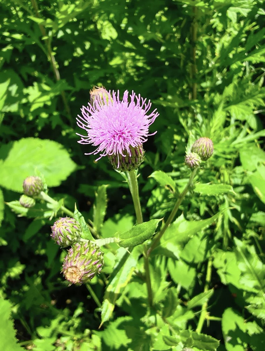 prospect_park's tweet photo. Small details, big beauty! Pickerelweed glows by the lake, dandelions are ready for wishes and vibrant field thistle blooms along the trails. Wherever you wander, Brooklyn's Backyard is full of moments worth noticing. Thanks IG user jgo_travel_adventure for sharing! #FlowerFriday https://t.co/z0xQ36JwXD