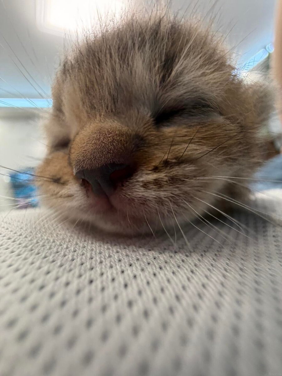 cutestscats tweet picture