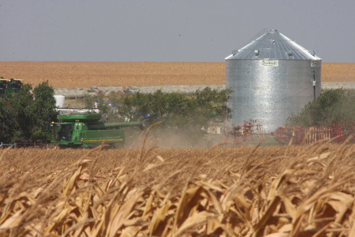 ShepardCropIns's tweet photo. "The corn is dead! Did the farmer lose his crop?" Actually...this is exactly what the farmer wants to see.

Corn is an annual plant, meaning it completes its entire life cycle in one growing season. https://t.co/ALkG1p01gC