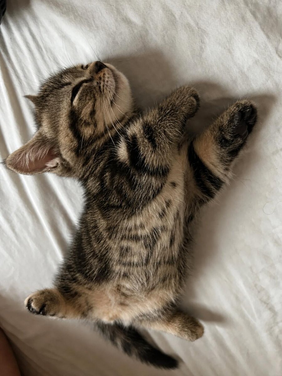 cutestscats's tweet photo. the smallest tiger taking a deep afternoon nap ✨ https://t.co/0NmSuIg5zM