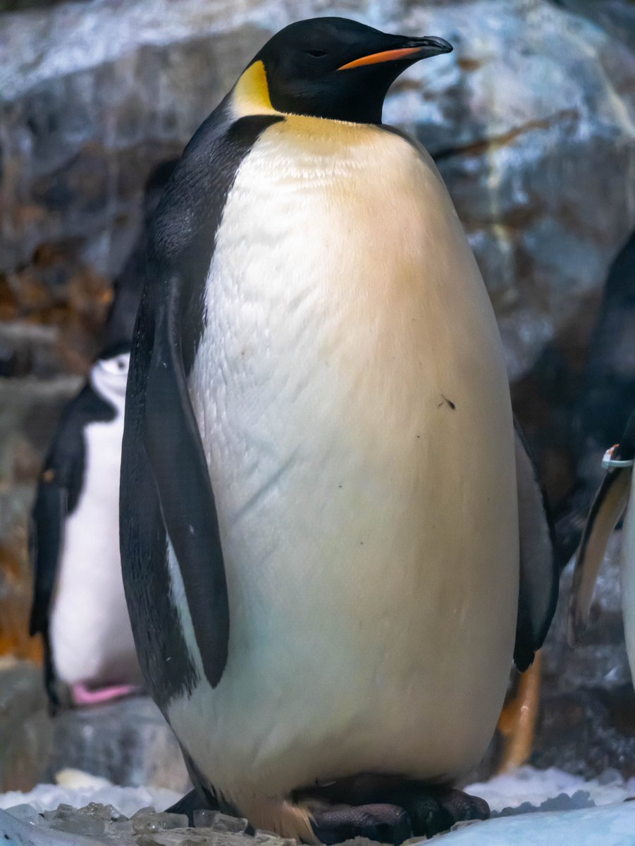 takeuchinameko's tweet photo. 🐧 https://t.co/UkKaQtIwkz