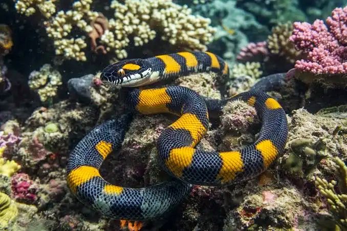zhungre's tweet photo. Meet the Sea Snake — among the most venomous snakes on Earth, yet rarely a threat to humans.
Fully adapted to marine life with paddle-shaped tails and the ability to absorb oxygen through their skin, they can stay submerged for hours. Their venom is a potent mix of neurotoxins and myotoxins, often more toxic than a cobra’s, but they are generally docile and deliver little venom when they bite. Over 60 species live in the warm coastal waters of the Indian and Pacific Oceans (absent from the Atlantic).
Ocean specialist. Extremely toxic. Surprisingly gentle.
#SeaSnake #Wildlife #Ocean #MarineLife #IndoPacific