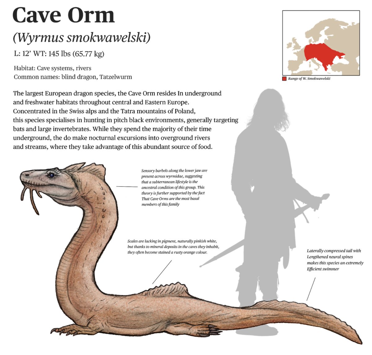 liddle3181's tweet photo. Spec evo wyrm dragon for #smaugust, this species belongs to a flightless Clade of “dragon” (basal toxicoferan lizards). 
 
#art #specevo #dragon #speculativeevolution https://t.co/OegORewb40