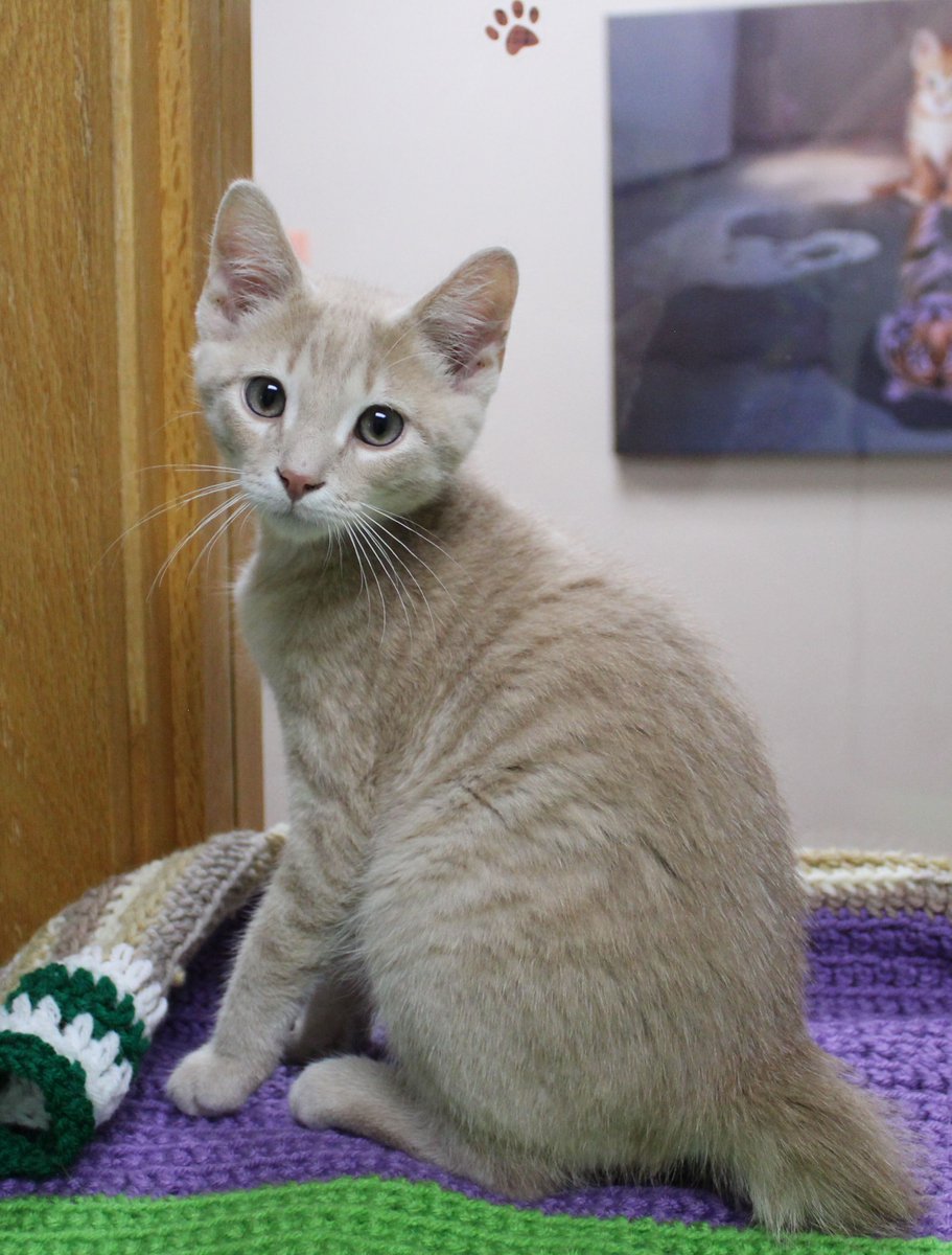 ColCoHumaneWI's tweet photo. Norbert  3 1/2 months old male
Apply to adopt at https://t.co/DyD6rLTVjn https://t.co/Fj6N2Z2Zt9