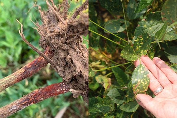 SyngentaUS's tweet photo. Seeing signs of SDS or RCR in your soybean fields? Symptoms look similar, and 2026 reports are on the rise for both threats. Know the differences in symptomology and how you can protect your crop next season against these two yield-robbers with Victrato seed treatment. Check out our guide for scouting tips: https://t.co/RNsUW7h5SL