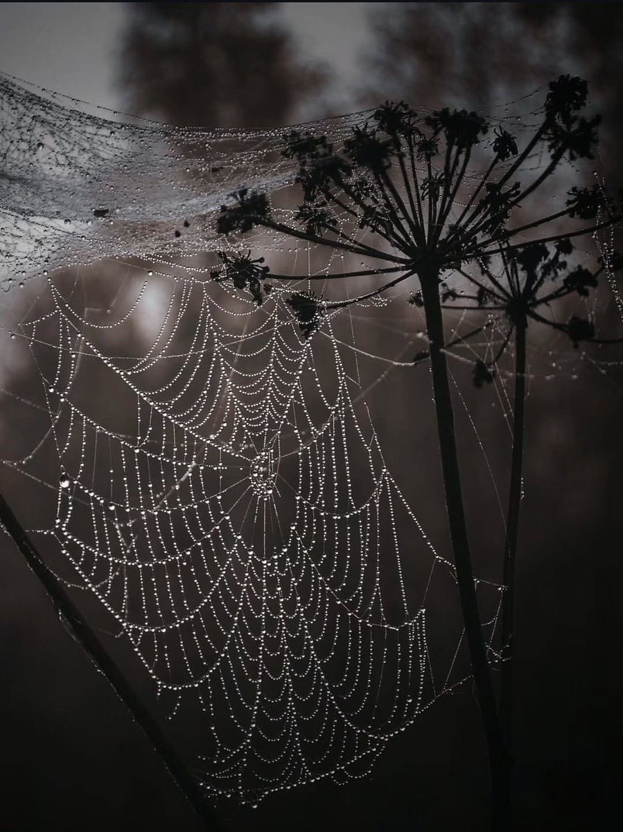 Hills1S's tweet photo. Water-droplet-covered cobwebs dangle in the wind.

#Only8Words #micropoetry https://t.co/h4IKGpBoFI