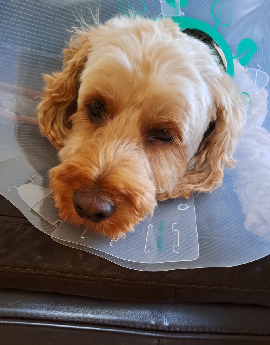 DCockapoo's tweet photo. Just back from an unplanned visit to the vetanhairy man - not the best way to start the weekend!
A pesky grass seed had got itself lodged in my paw.  I'm out of it from the sedatives but being brave and will be back to normal in no time ... https://t.co/wTyBQr7STV