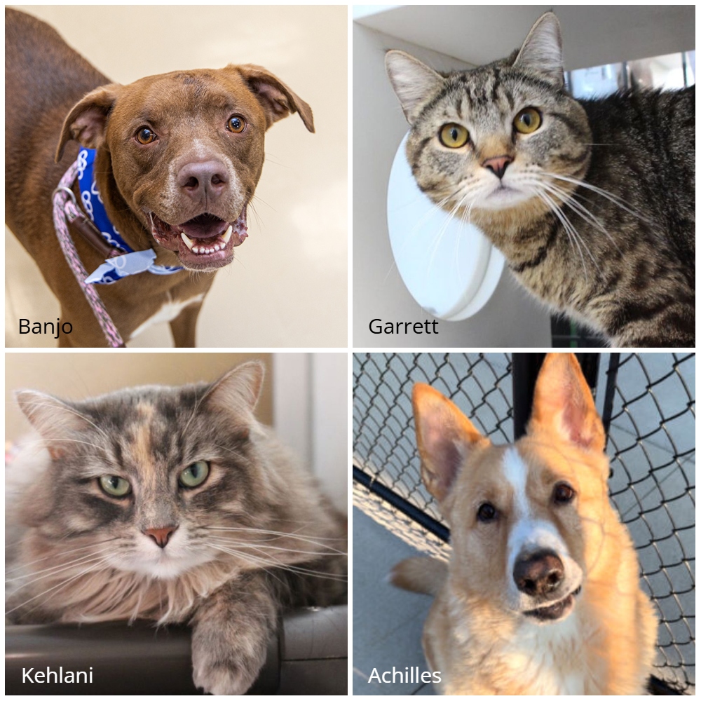 ARLIowa's tweet photo. HAPPENING NOW: NO-FEE ADOPTIONS! Now-Sun 8/9, Hill’s Pet Nutrition is generously COVERING adoption fees for dogs and cats 6 mo+ at all ARL locations.
See pets/locations/hours at https://t.co/wafe5H8QsN. Sponsored by @HillsPet
#hillspartner #cleartheshelters https://t.co/myWjorZNkd