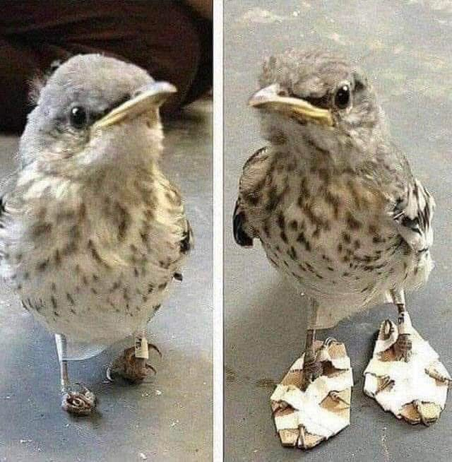 RincnCuriosoo's tweet photo. Si buscas algo para alegrar tu día: aquí hay un pájaro pequeño que se puso zapatos de cartón para enderezar sus dedos de los pies. https://t.co/hM8oUuTHLc