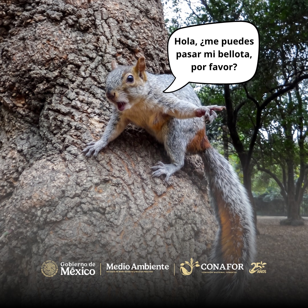 CONAFOR's tweet photo. Acércate, tenemos algo que decirte 👇

🐿️México es un país forestal, el 70% de su territorio cuenta con cobertura de algún tipo de vegetación forestal. https://t.co/n31FVl19kM
