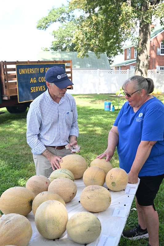 UDcanr's tweet photo. Agriculture stakeholders joined @UDExtension  experts at the @udelaware Carvel Open House and Crop Tour in Georgetown for crop trial tours, poultry health updates, field food safety demos and of course, @UDairyCreamery ice cream! #agriculture #UDext #netde https://t.co/x2mMI8NHfy https://t.co/POLS7zWmuw