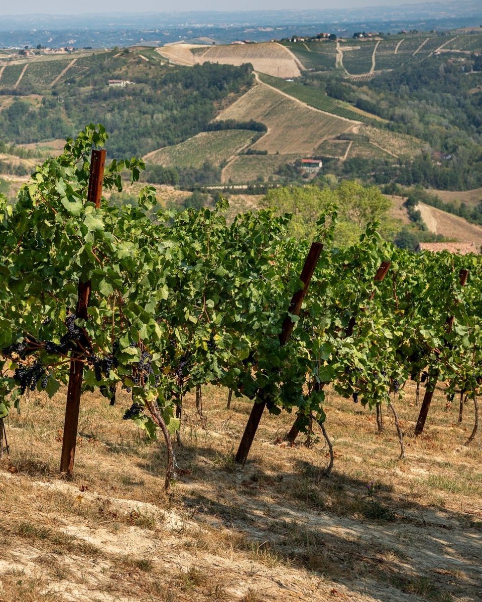 BanfiOfficial's tweet photo. The perfect moment. It is what Pinot Noir demands: the precise point where ripeness and freshness find their balance.

We begin in Piedmont with the most delicate grape of all. This is where the next Alta Langa begins to take shape.

#Banfi #AltaLangaDOCG #PinotNoir #WineHarvest https://t.co/dTQOD3atY8