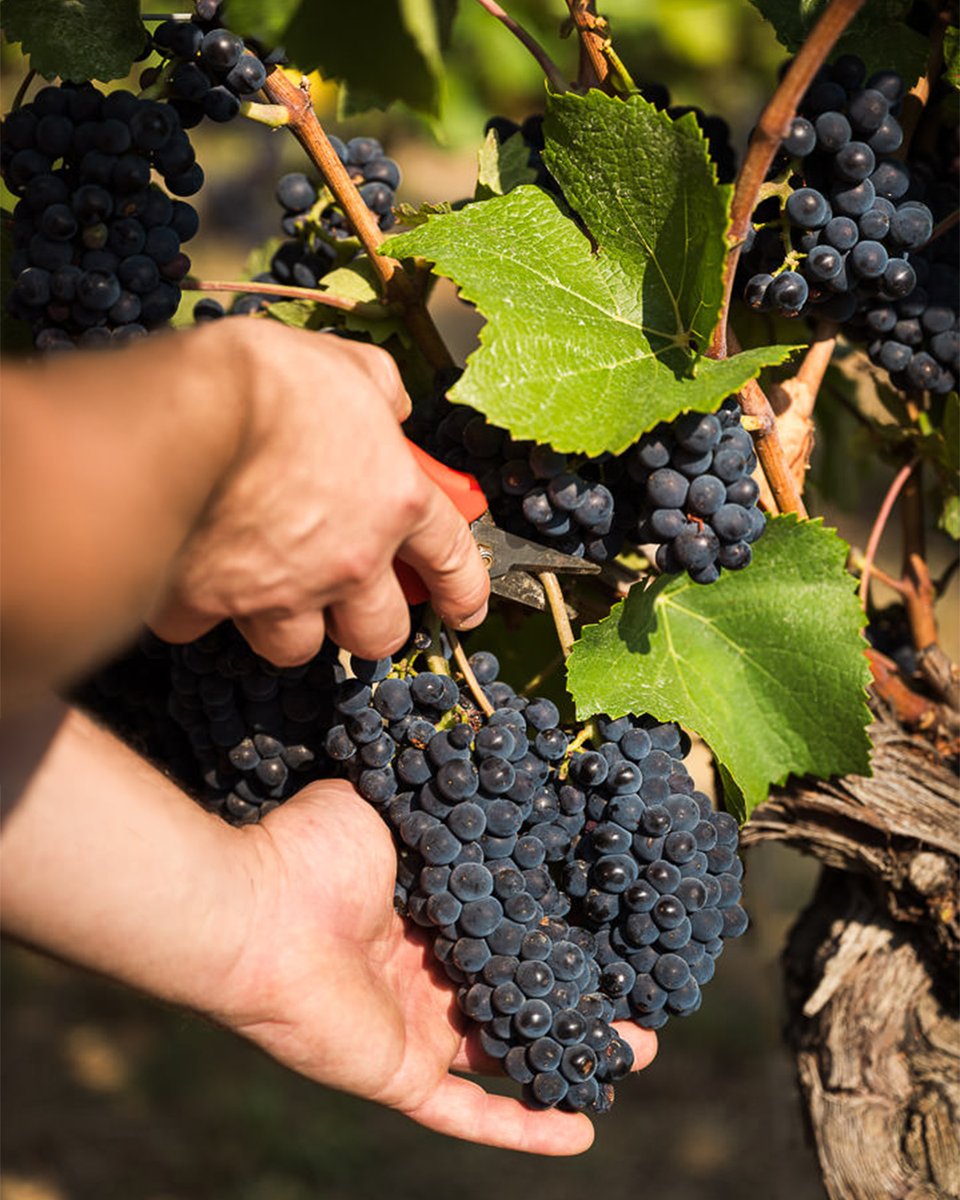 BanfiOfficial's tweet photo. The perfect moment. It is what Pinot Noir demands: the precise point where ripeness and freshness find their balance.

We begin in Piedmont with the most delicate grape of all. This is where the next Alta Langa begins to take shape.

#Banfi #AltaLangaDOCG #PinotNoir #WineHarvest https://t.co/dTQOD3atY8