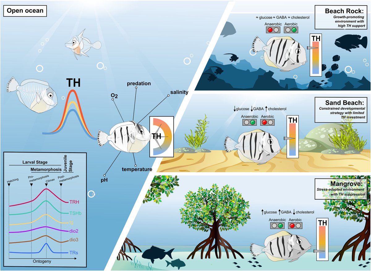 ScienceAdvances's tweet photo. By investigating the convict tang fish’s thyroid-dependent metamorphosis, scientists reveal that thyroid hormones act not only as a developmental timer but also as a dynamic integrator of environment and physiology. https://t.co/fywqU2wwPV https://t.co/9fjyMFoxWa