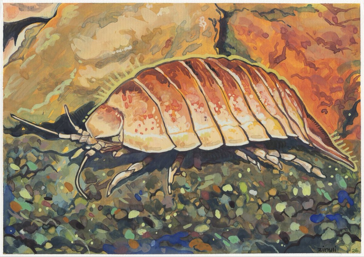 Trzustco's tweet photo. giant isopod comm (⌒▽⌒) https://t.co/UYgUqrRzAM