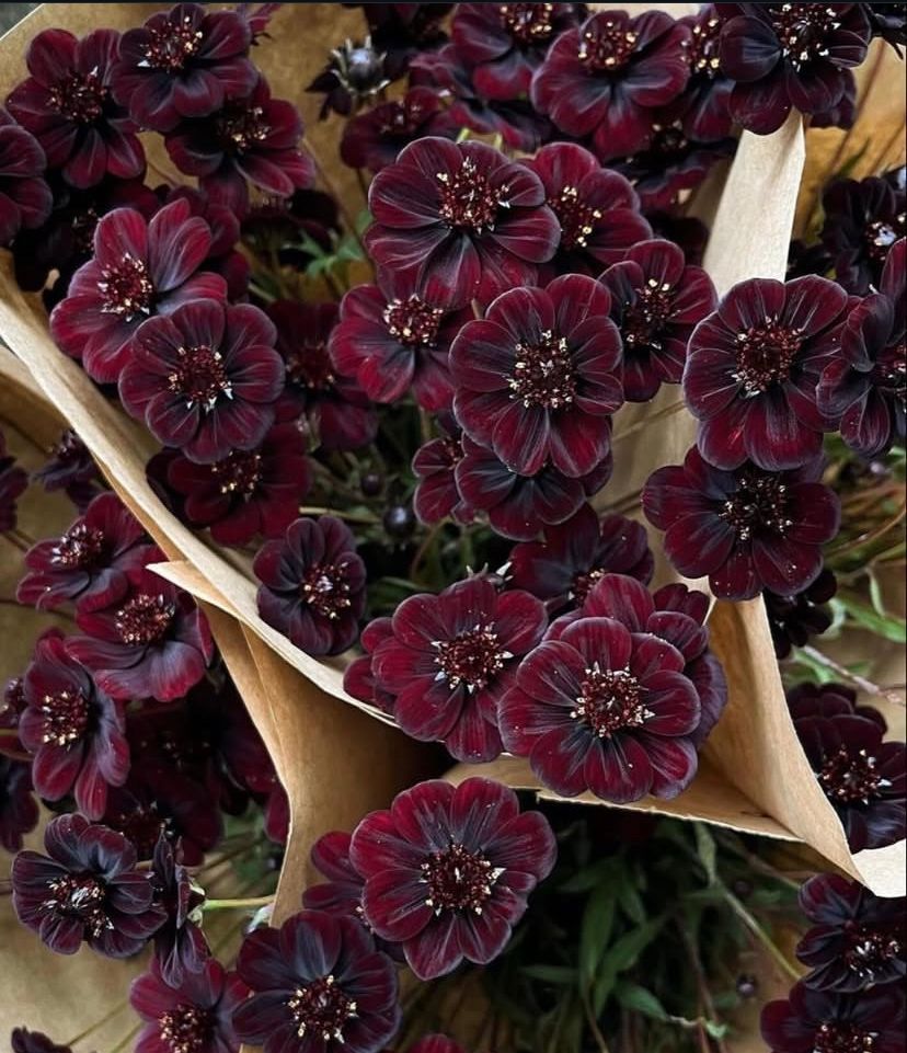 Nature__Gift's tweet photo. Rich chocolate-scented petals open in deep maroon, smelling exactly like a bar of dark cocoa.

Blooming in the highlands of Mexico, the chocolate cosmos is a fragrant dream. It relies on its rare cocoa aroma to attract both insects and human admirers. 🍫🌼 https://t.co/xIVOmG98aV