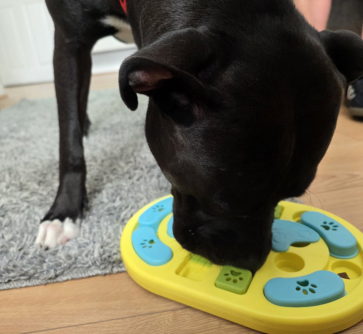 PawsAndReflect1's tweet photo. Today I have been doing some training with 11 month old Marli who is a very gentle girl. She is currently easily distracted by anything and everything but we will be working on that 😃 https://t.co/sbxU0sqQ09
