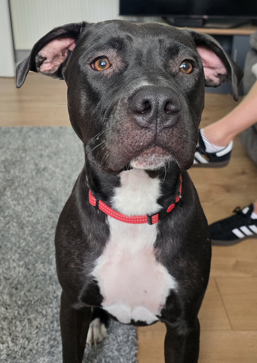 PawsAndReflect1's tweet photo. Today I have been doing some training with 11 month old Marli who is a very gentle girl. She is currently easily distracted by anything and everything but we will be working on that 😃 https://t.co/sbxU0sqQ09