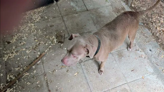 AVMAvets's tweet photo. Another happy reunion, thanks to a microchip: A routine microchip scan is reuniting a dog missing from Tallahassee, Florida, with his owner, now in Houston, Texas, after three long years. https://t.co/gnusLDargu https://t.co/h4TNpWMskC
