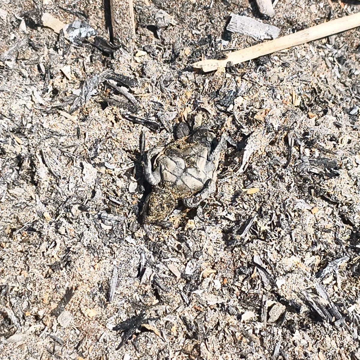 bpthaber's tweet photo. Antalya'da nesli tehlike altındaki yavru caretta caretta, yakılmış ve söndürülmemiş bir ateşin üzerinden yuvasından çıkıp denize kaçmaya çalışırken hayatını kaybetti. https://t.co/7l8xh8j838