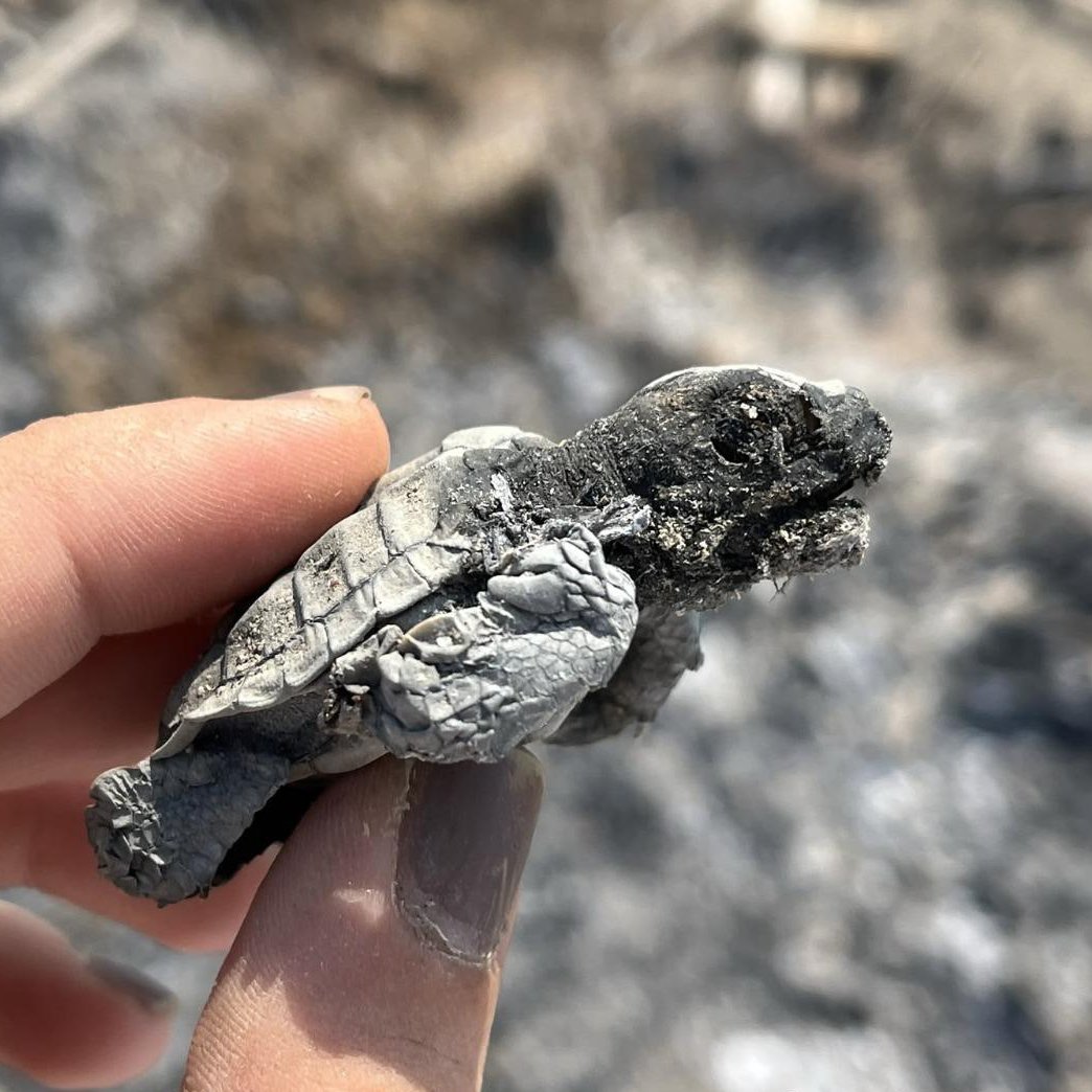 bpthaber's tweet photo. Antalya'da nesli tehlike altındaki yavru caretta caretta, yakılmış ve söndürülmemiş bir ateşin üzerinden yuvasından çıkıp denize kaçmaya çalışırken hayatını kaybetti. https://t.co/7l8xh8j838