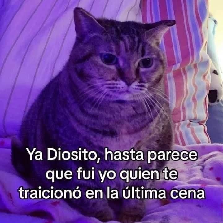 ANIMALITOSSANA's tweet photo. https://t.co/BAIUQ1p0Dp