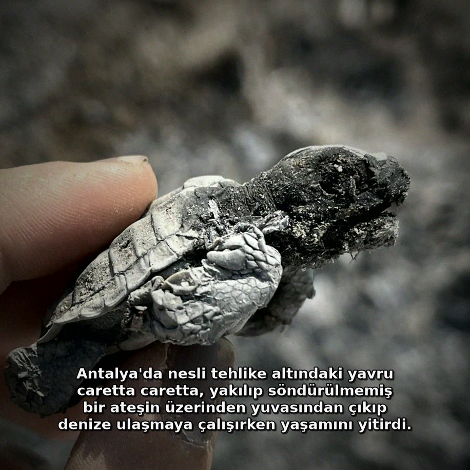 TuhafAmaGercek's tweet photo. Antalya'da nesli tehlike altındaki yavru caretta caretta, yakılıp söndürülmemiş bir ateşin üzerinden yuvasından çıkıp denize ulaşmaya çalışırken yaşamını yitirdi. https://t.co/jC2SLy9Vm8
