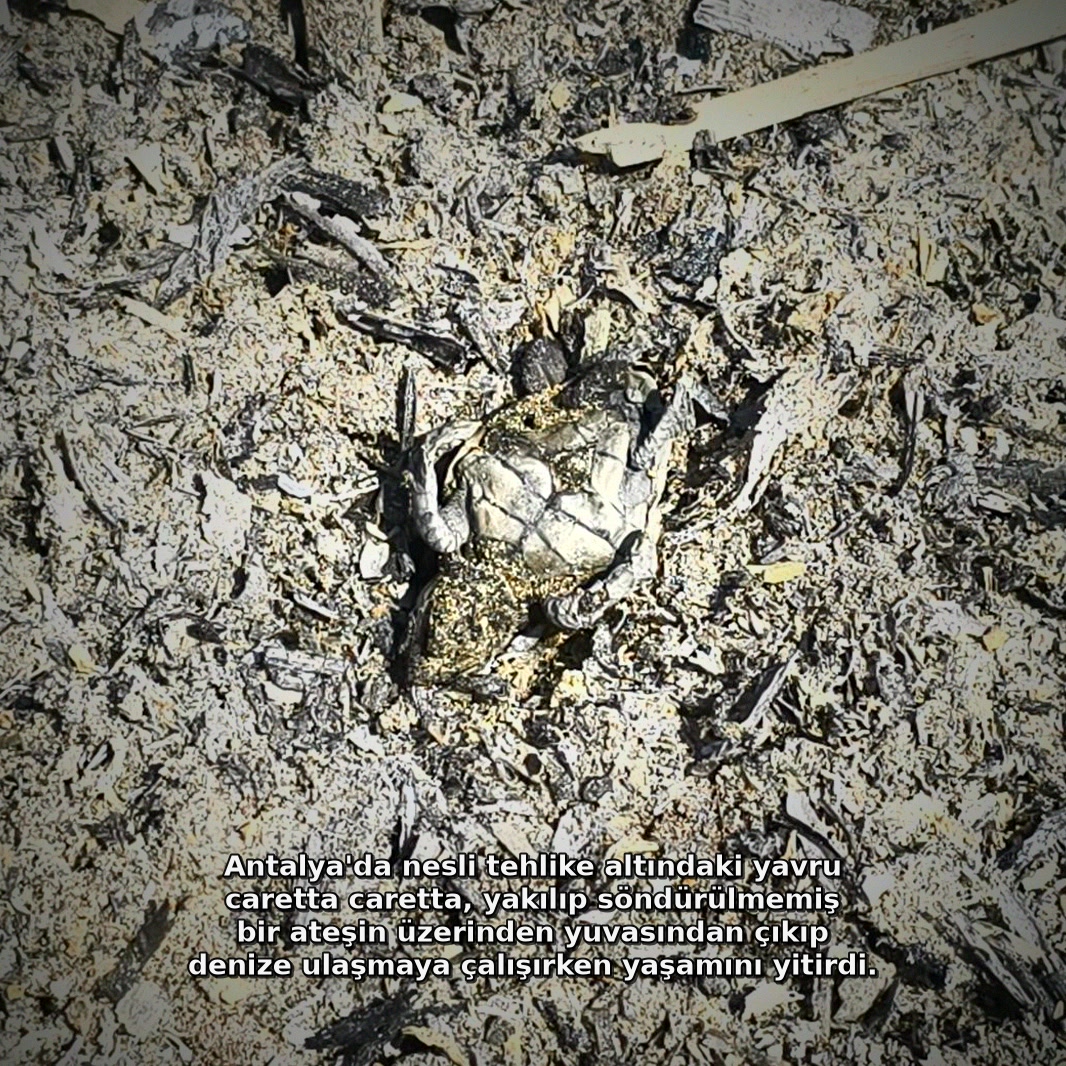 TuhafAmaGercek's tweet photo. Antalya'da nesli tehlike altındaki yavru caretta caretta, yakılıp söndürülmemiş bir ateşin üzerinden yuvasından çıkıp denize ulaşmaya çalışırken yaşamını yitirdi. https://t.co/jC2SLy9Vm8