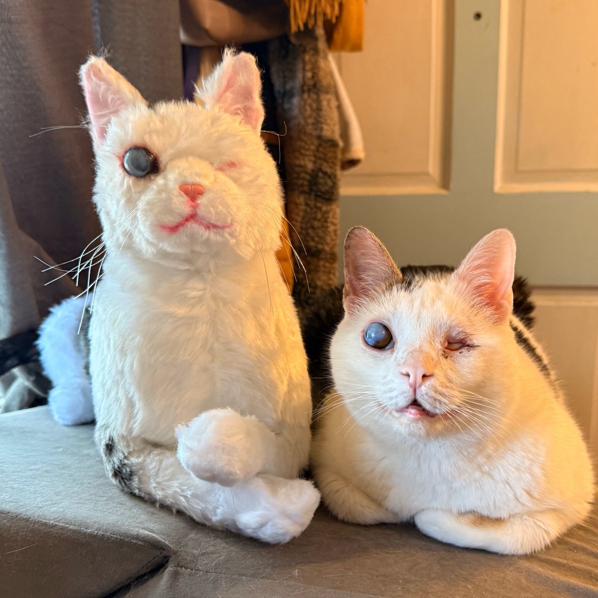 saripropaganda's tweet photo. Engelli bir kedi sahiplenen kadın , minik dostunun kendisini yalnız hissetmemesi için ona kendi imkanlarıyla engelli bir peluş kedi yaptı. https://t.co/nsy8TZuWur