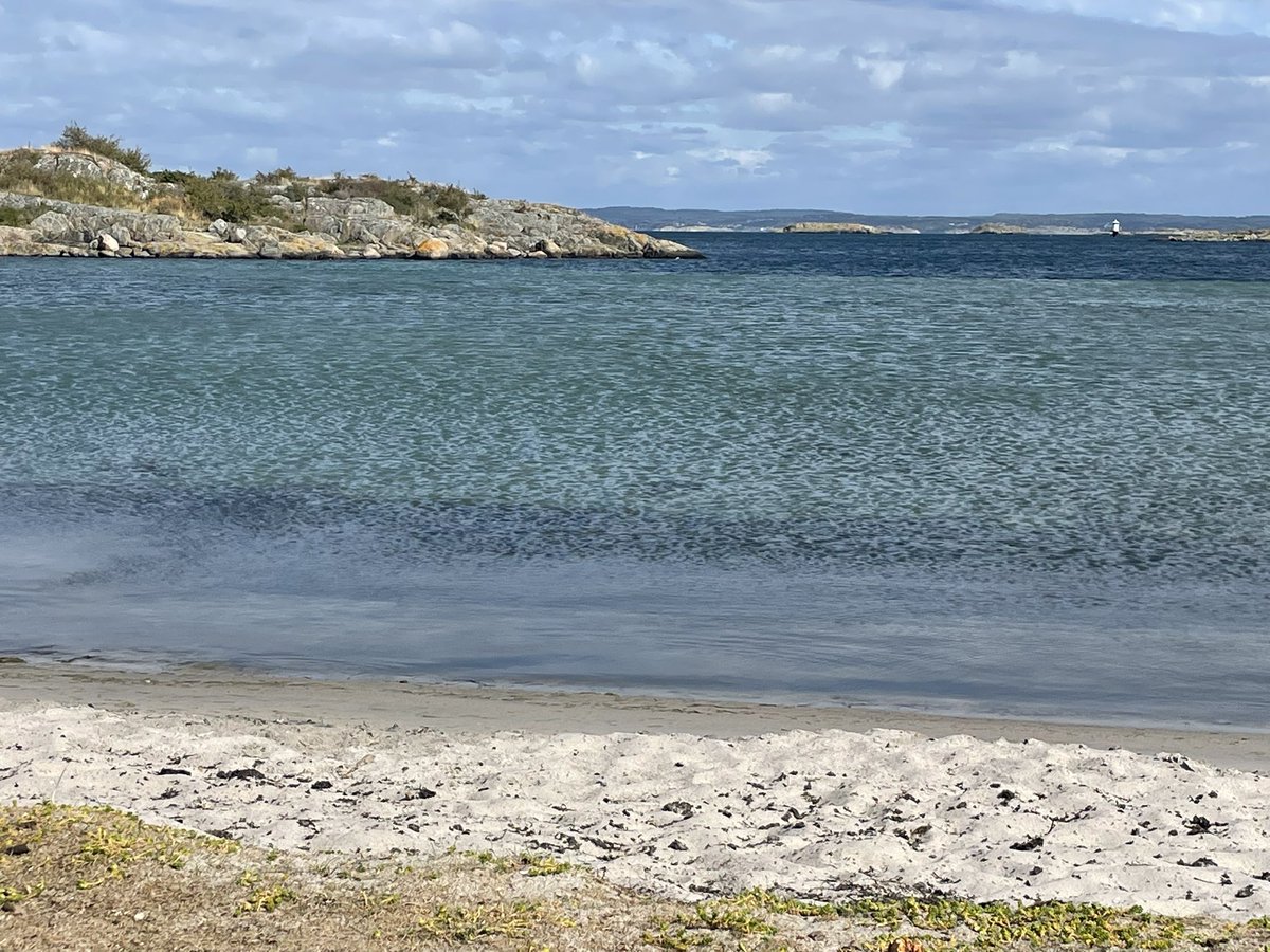 lynne_drummond's tweet photo. Today i went for an #openwaterswim from one beach to a bay half a mile away and was stung badly by #jellyfish 😱Beautiful place but now in pain . In beautiful #Sweden https://t.co/r7uKBOLuzX