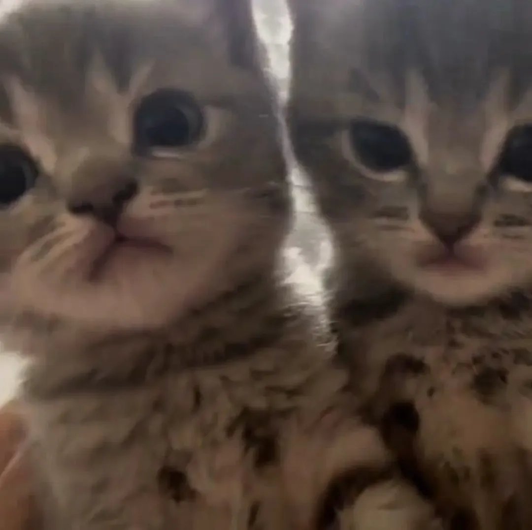 Catsillyness's tweet photo. "Hey send me that pic of us"

The pic: https://t.co/GqZ4M5lfIm