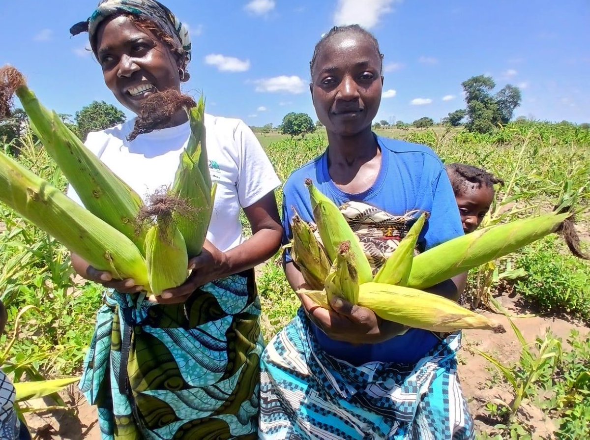 KiandaMarihkx's tweet photo. 🇦🇴🌾 Seguro agrícola chega aos produtores do Bié. A ENSA apresentou no Cuito uma solução para proteger plantações e criação de animais contra riscos de perda.
#Angola #Bié #Agricultura #ENSA #Cuito https://t.co/6OtnNGLDDD