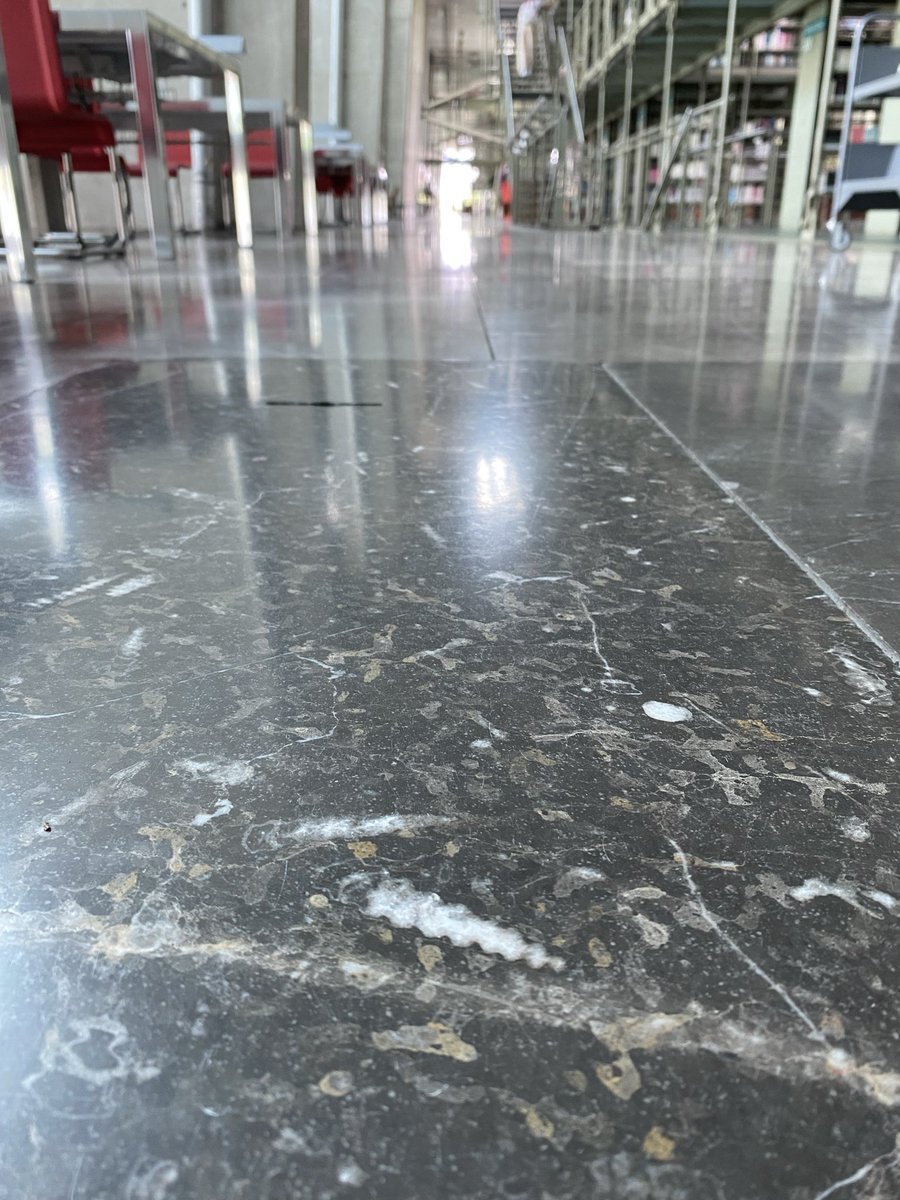 Droidroide's tweet photo. En el piso de la Vasconcelos también hay fósiles 😍 https://t.co/D4CWbUmd0f