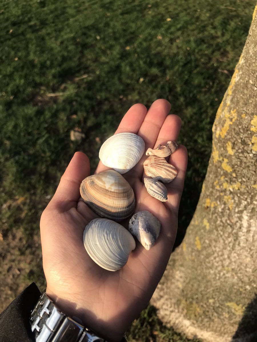 ozlemozdmr5's tweet photo. #SahilKenarı 🐚🪸🌅 https://t.co/KH8RoCN0Qk
