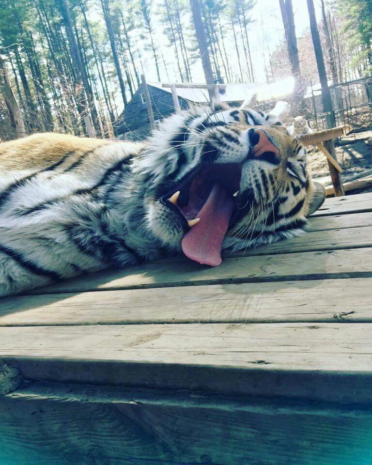 bigcatburger's tweet photo. Just woke up from a 7 hour nap #ChudAlert https://t.co/9CEMNFA2zd